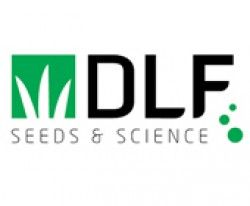 DLF