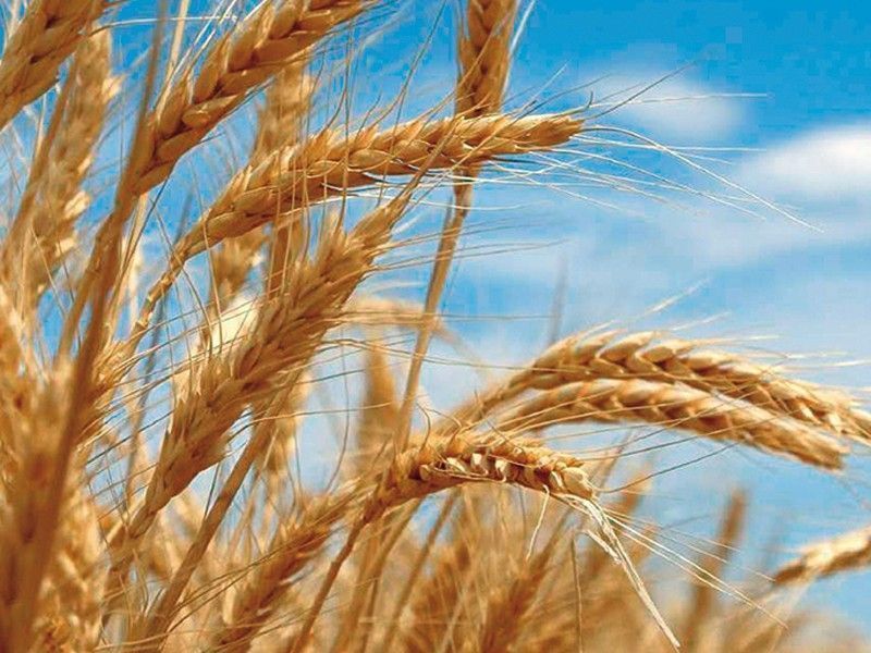 Семена пшеницы - Анна