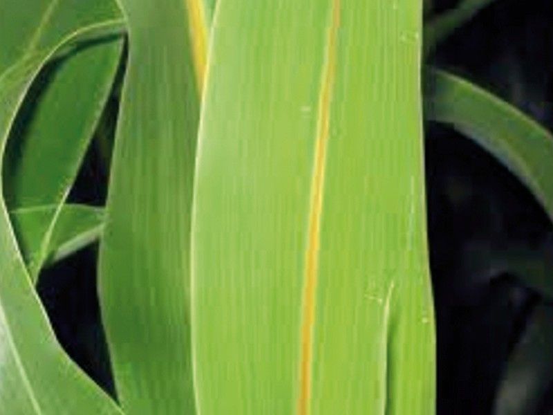 Sudan Grass hybrid - Master BMR