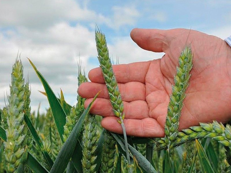 Wheat Seed - Bohemia
