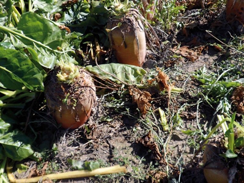 Fodder Beet - Feldherr