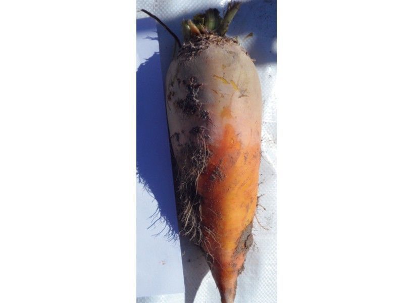 Fodder Beet - Feldherr