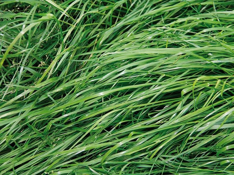 Forage Grass Mix