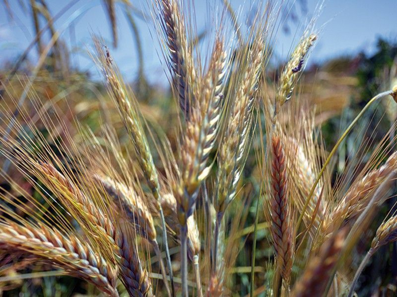 Tritikale Kinerit